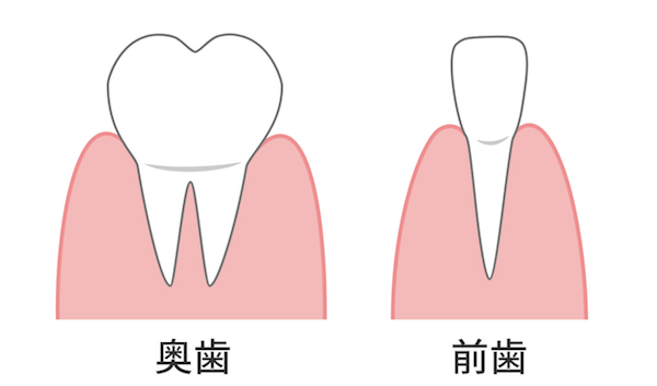 奥歯と前歯の構造